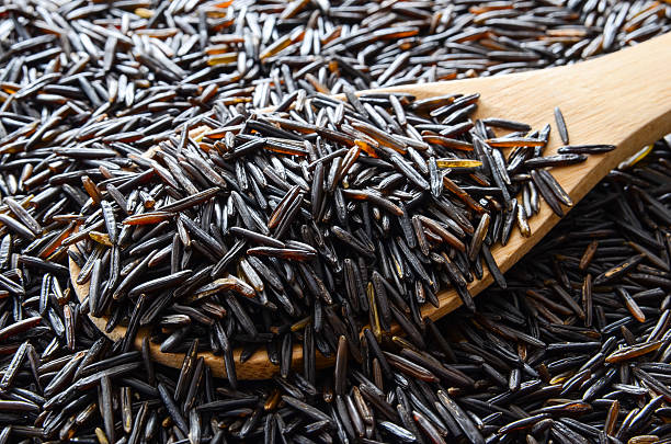 minnesota wild rice seed for planting Grade A Minnesota Wild Rice – 5 lb – All Trails Lead North